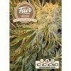 Fair Seeds - AK 47 x Northern Light 5 ks - Semená neobsahujú THC