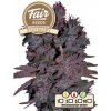 Fair Seeds Auto Blueberry semena neobsahují THC 10 ks