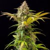 Doctors Choice - Lowryder Auto 1 ks - Semená neobsahujú THC