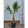 Washingtonia filibusta s výškou kmeňa 60 cm s celkovou výškou 230 cm