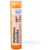 Phytolacca Decandra gra.1 x 4 g 15CH