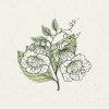 Jora Dahl Cobaea scandens 