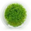 Eleocharis parvula