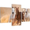 Obraz kone (Obraz 90x60cm)