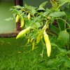 Paprika Sweet Banana - Capsicum annuum - semená - 7 ks