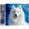 Norimpex diamantové maľovanie Samojed 30 x 40cm