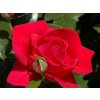 Ruža popínavá Pauls Scarlet Climber, výška 50-60 cm, kvetináč 1,5 l