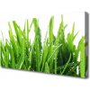 Obraz na plátne Tráva rastlina 100x50 cm