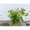 Orgován obyčajný (Syringa vulgaris) ´AUCUBAEFOLIA´ - výška 20-30 cm, kont. C2L