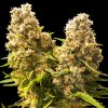 Sensi Seeds Research - Banana Kush Cake 1 ks - semená neobsahujú THC