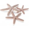 BiOrb Star Fish Decor set natural 12, 10 a 8 cm