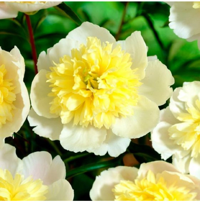 Pivónia Prima Vera - Paeonia lactiflora - hľuzy pivónie - 1 ks