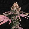 T.H. Seeds London Mint Cake semena neobsahuji THC 6 ks