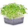Toraf Microgreens semínka na klíčky - Pískavice (řecké seno) 20 g
