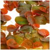 AQZ Phyllanthus fluitans Rastliny: /in-Vitro LAB Ø 7 cm/