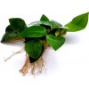 Anubias nana - zväzok (Anubias barteri)
