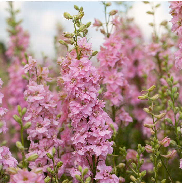 Stračonôžka ružová - Delphinium solida - semená stračonôžky - 100 ks