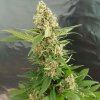 Expert Seeds - Gorilla Ice Cream 15 ks - Semená neobsahujú THC