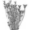 Sušené kvety hviezdičky Nigella Orientalis 100g - strieborné