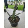 Agave desertii 31 cm