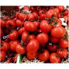 Bio Paradajka poľná zakrslá Saint Pierre - Solanum lycopersicum - predaj bio semien - 7 ks