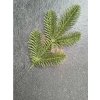 lacne-dekoracie.sk Mini vetvička Jedľa Olive 100% Pe 20cm