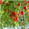 Paradajka Tutti Frutti F1 - Solanum lycopersicum - predaj semien - 6 ks