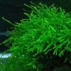 Taxiphyllum barbieri Vesicularia - Java moss