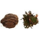 Lucky Reptile Rose of Jericho rastliny