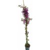 Bougainvillea Barbara Karst, výška 175-200 cm , kvetináč 10 l