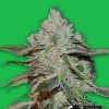 Bomb Seeds - Atomic 5 ks - Semienka neobsahujú THC