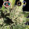 Big Buddha Seeds - Blue Cheese 5 ks - Semená neobsahujú THC