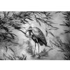 Fototapeta - FT7491 - Čierno-biely Japonsky žeriav Vlies 110gr - 368cm x 280cm