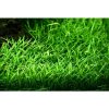 Lilaeopsis brasiliensis 1-2 Grow!
