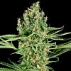 Sensi Seeds Research - Critical Runtz 3 ks - Semená neobsahujú THC