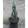 Smrek Biely Blue Wonder Výška: 25 - 30cm, 3L