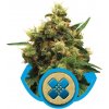 Royal Queen seeds Painkiller XL neobsahují THC 3 ks
