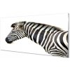 Nástenný panel zebra 100x50 cm