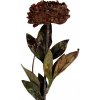 Clayre & Eef Vínovo-hnedá umelá dekorácia sušená kvetina pivonka - 10*10*65 cm - Clayre & Eef
