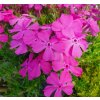 Flox šidlolistý - Phlox subulata 'McDaniel's Cushion'