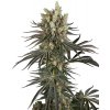 Sensi Seeds Cannabis Seeds Slam Dank Feminizované 3+1 pcs