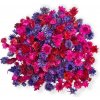 Sušené slamienky - hlavičky Helichrysum 100g - fialovo cyklaménove