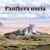 Panthera uncia