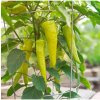 Paprika Sweet Banana - Capsicum annuum - predaj semien - 7 ks