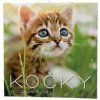 Kočky 2026 - nástěnný kalendář - autor neuvedený