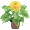 Slnečnica ročná Teddy Bear - Helianthus annuus - semená slnečnice - 15 ks