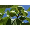 Ficus carica ´ Fiorone Bianco´ Clt.3
