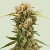 Royal Queen Seeds - Medusa F1 Auto 25 ks - Semená neobsahujú THC.