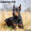 Kalendár 2026 Doberman - US, 30,5 x 30,5 (30,5 x 61) cm