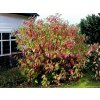 Drieň biely Sibirica, výška 30-40 cm, kvetináč 14 cm